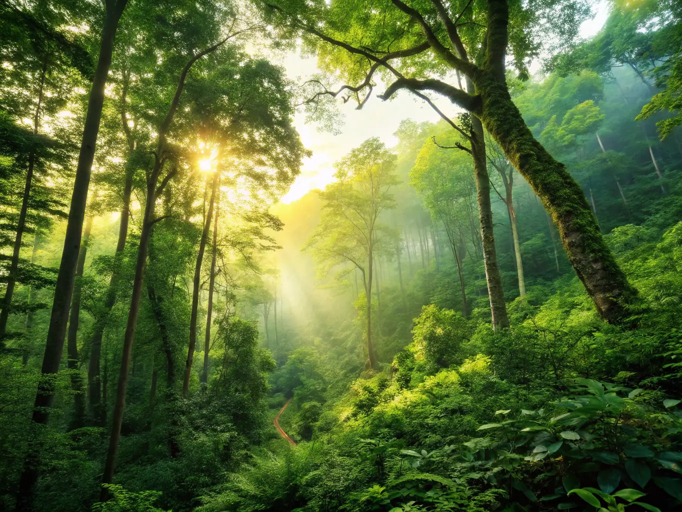 A photograph of a lush, green forest with diverse plant life, symbolizing the enhanced biodiversity achieved through the organization's habitat protection efforts.
